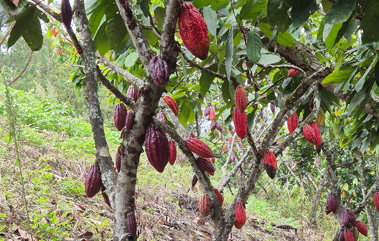 Discovering the Colombian Secret: The True Home of Chocolate